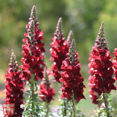 Antirrhinum Nanum Black Prince 1 Packet (750 Seeds)