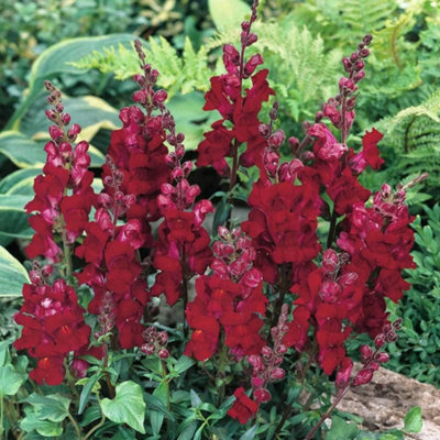 Antirrhinum Nanum Black Prince 1 Packet (750 Seeds) - 3