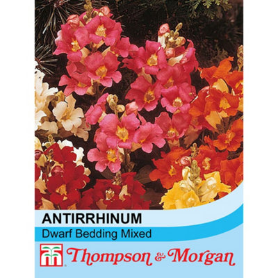 Antirrhinum Nanum Dwarf Bedding Mixed 1 Seed Packet (3000 Seeds)
