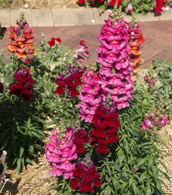Antirrhinum Snapdragon Mixed Flower Seeds (Approx. 600 seeds) by Jamieson Brothers