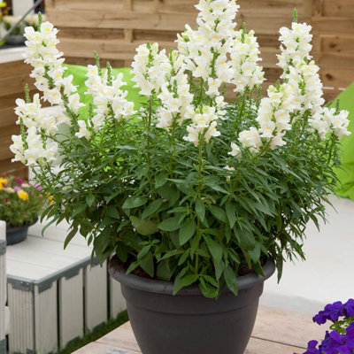 Antirrhinum White Bedding Plants 1 x 6 Pack - Vibrant Snapdragon Summer ...