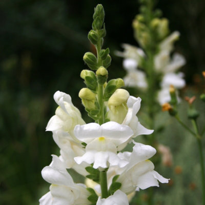 Antirrhinum White Bedding Plants 1 x 6 Pack - Vibrant Snapdragon Summer ...