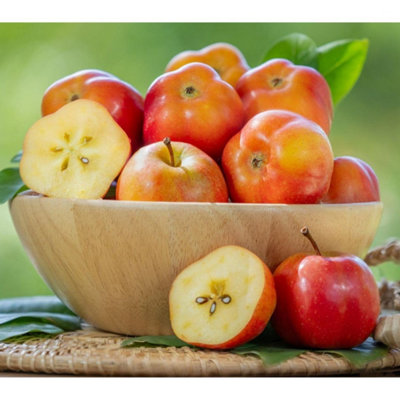 Apistar Apple Tree (Malus domestica) - Unique Star Fruit Ancient ...