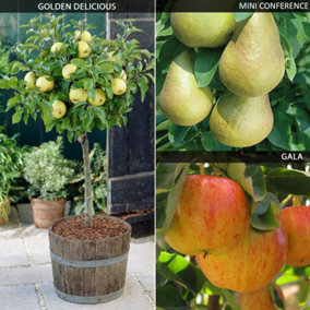 Apple and Pear Miniature Fruit Tree Collection - 3 Potted Plants