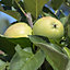 Apple Bolero Columnar Bare Root Plant Apple Tree for Gardens Supplied as a potted tree in a 5 litre pot, ready to plant