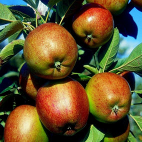 Apple Braeburn Edible Dessert Apple Outdoor Fruit Tree 12L Pot 1.5m