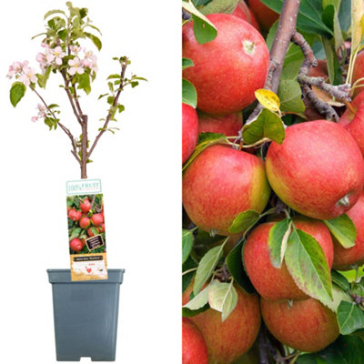 Apple Braeburn Patio Tree - Flavorful Fruit-Bearing Tree for UK Patio Gardens - Outdoor Plant (2-3ft)