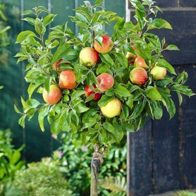 Apple Braeburn Patio Tree - Flavorful Fruit-Bearing Tree for UK Patio Gardens - Outdoor Plant (2-3ft)