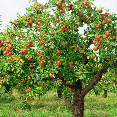 Apple Braeburn Patio Tree - Flavorful Fruit-Bearing Tree for UK Patio Gardens - Outdoor Plant (2-3ft) - 3