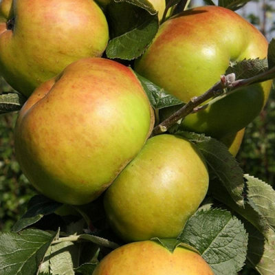 Apple Bramley 20 Cooking Apple Outdoor Fruit Tree Bare Root 1.2M