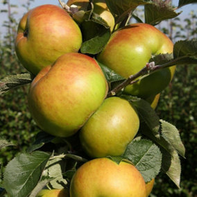 Apple Bramley Cooking Fruiting Outdoor Fruit Tree 12L Pot MM106 Rootstock 1.5m
