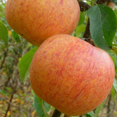 Apple charles ross edible dessert apple outdoor fruit tree bare root 1 2m