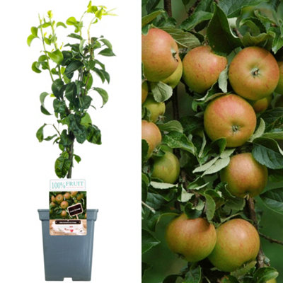 Apple Cox's Orange Patio Tree - Flavorful Fruit-Bearing Tree for UK Patio Gardens - Outdoor Plant (2-3ft)