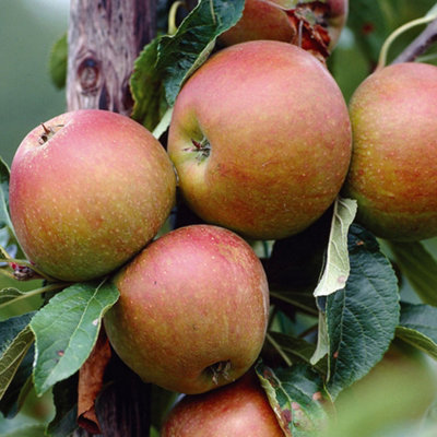 Apple Cox's Orange Patio Tree - Flavorful Fruit-Bearing Tree for UK Patio Gardens - Outdoor Plant (2-3ft)