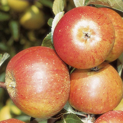 Apple Cox's Orange Patio Tree - Flavorful Fruit-Bearing Tree for UK Patio Gardens - Outdoor Plant (2-3ft) - 3
