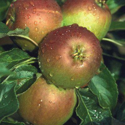 Apple Cox's Orange Patio Tree - Flavorful Fruit-Bearing Tree for UK Patio Gardens - Outdoor Plant (2-3ft) - 4