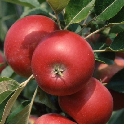 Apple Discovery Edible Dessert Apple Outdoor Fruit Tree 9L Pot 1.2m