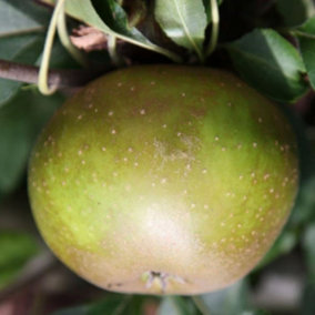 Apple Egremont Russet Edible Dessert Apple Outdoor Fruit Tree 11.5L Pot 1.2m