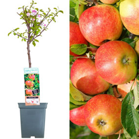 Apple Elstar Patio Tree - Flavourful Fruit-Bearing Tree for UK Patio Gardens - Outdoor Plant (2-3ft)