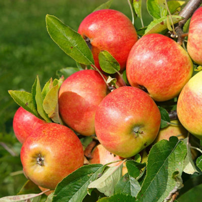 Apple Elstar Patio Tree - Flavourful Fruit-Bearing Tree for UK Patio Gardens - Outdoor Plant (2-3ft)