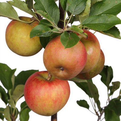 Apple Elstar Patio Tree - Flavourful Fruit-Bearing Tree for UK Patio Gardens - Outdoor Plant (2-3ft) - 3