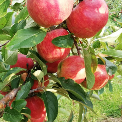 Apple Elstar Patio Tree - Flavourful Fruit-Bearing Tree for UK Patio Gardens - Outdoor Plant (2-3ft) - 4