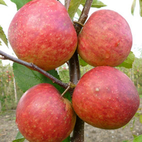 Apple Falstaff Edible Dessert Apple Outdoor Fruit Tree 9L Pot 1.2m
