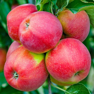 Apple Jonagold Fruit Tree, Outdoor Garden Plant Patio Trees (45ft