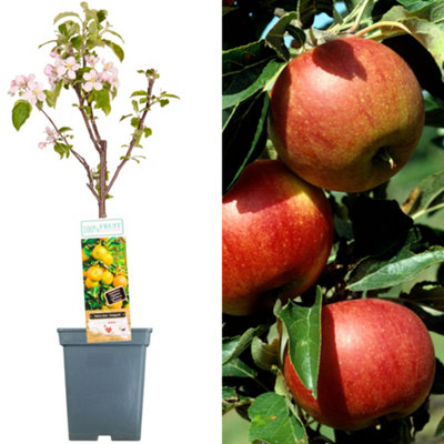 Apple Jonagold Patio Tree - Crisp Fruit-Bearing Tree for UK Patio ...