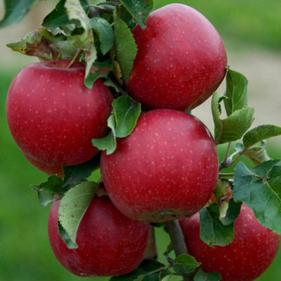 Apple Jonagold Patio Tree - Crisp Fruit-Bearing Tree for UK Patio Gardens - Outdoor Plant (2-3ft)