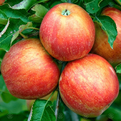Apple Jonagold Patio Tree - Crisp Fruit-Bearing Tree for UK Patio Gardens - Outdoor Plant (2-3ft) - 3