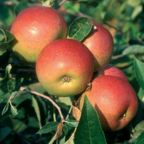 Apple Laxton's Superb Edible Dessert Apple Outdoor Fruit Tree 11.5L Pot 1.2m
