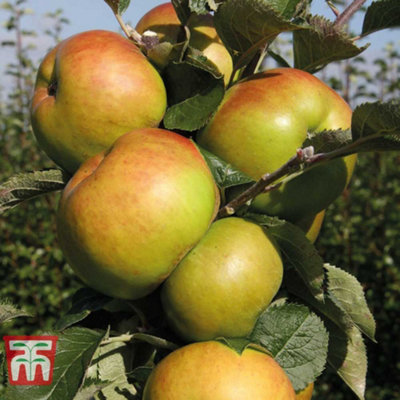 Apple (Malus) Bramley Organic M26 Rootstock 1 Bare Root Tree