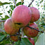 Apple Malus domestica 'Discovery'