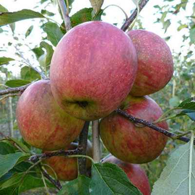 Apple Malus domestica 'Discovery'