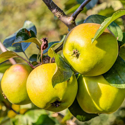 Apple Malus domestica Jonagold 24cm