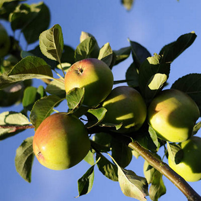 Apple Malus domestica Jonagold 24cm
