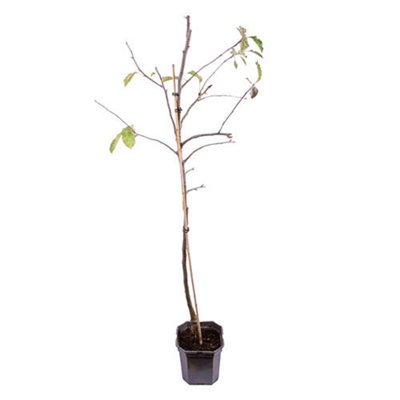 Apple Malus domestica Jonagold 24cm - 3