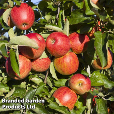 Apple (Malus) Queen Cox (Self Fertile) (M26) 1 Bare Root Tree