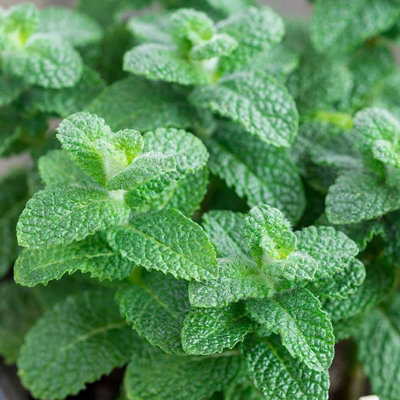 Apple Mint Plant in 13cm Pot - Mentha suaveolens for Edible Purposes