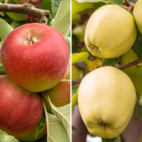 Apple Patio Duo Fruit Tree 'Elstar' & 'Golden Delicious' in a 3L pot, 100-120cm tall