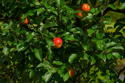 Apple Queen Cox Fruit Tree 6ft Tall Supplied in a 12 Litre Pot by ...