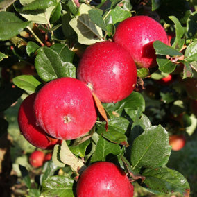 Apple Red Devil Edible Dessert Apple Outdoor Fruit Tree 12L Pot 1.5m