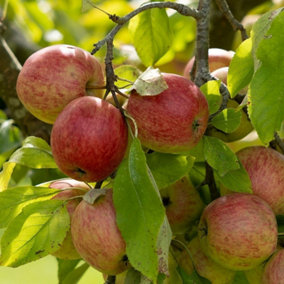 Apple Red Falstaff Edible Dessert Apple Outdoor Fruit Tree 11.5L Pot 1.2m