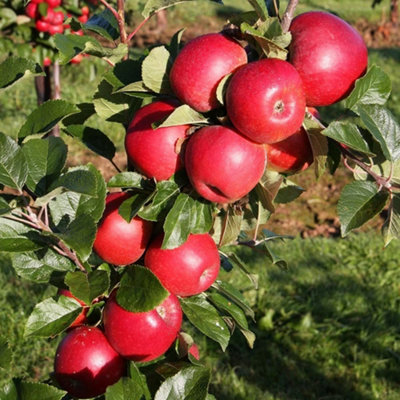Apple Red Windsor Edible Dessert Apple Outdoor Fruit Tree Bare Root 1.2M