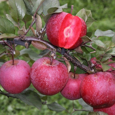 Apple Tickled Pink Baya Marisa Edible Cooking Outdoor Fruit Tree 12L ...