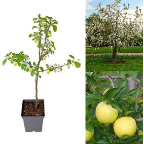 Apple Tree - Malus Golden Delicious - Patio Fruit Tree 2-4ft in 5 Litre Pot