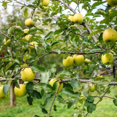 Apple Tree - Malus Golden Delicious - Patio Fruit Tree 2-4ft in 5 Litre Pot - 3