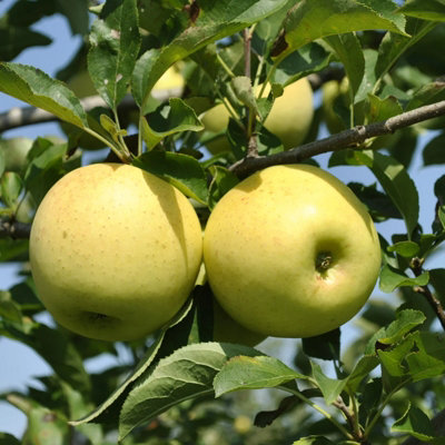 Apple Tree - Malus Golden Delicious - Patio Fruit Tree 2-4ft in 5 Litre Pot - 4
