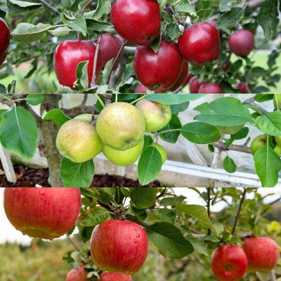 Apple Tree - Mixed Varieties - Patio Fruit Tree 2-4ft in 5 Litre Pot